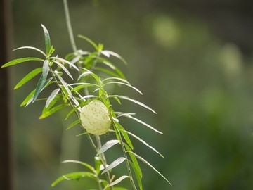 成人吃的dha有哪些