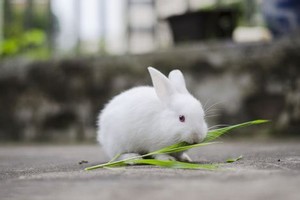 成人搏奇