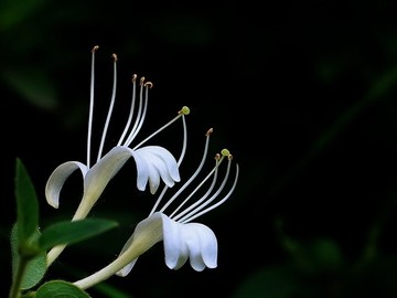 死寂樱花动漫