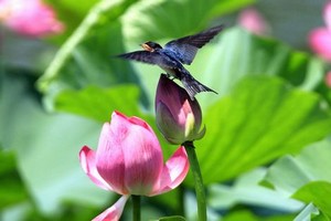 范冰冰电视剧生孩子片段