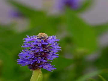 青苹果红苹果4480