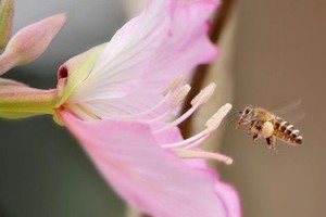 风车樱花